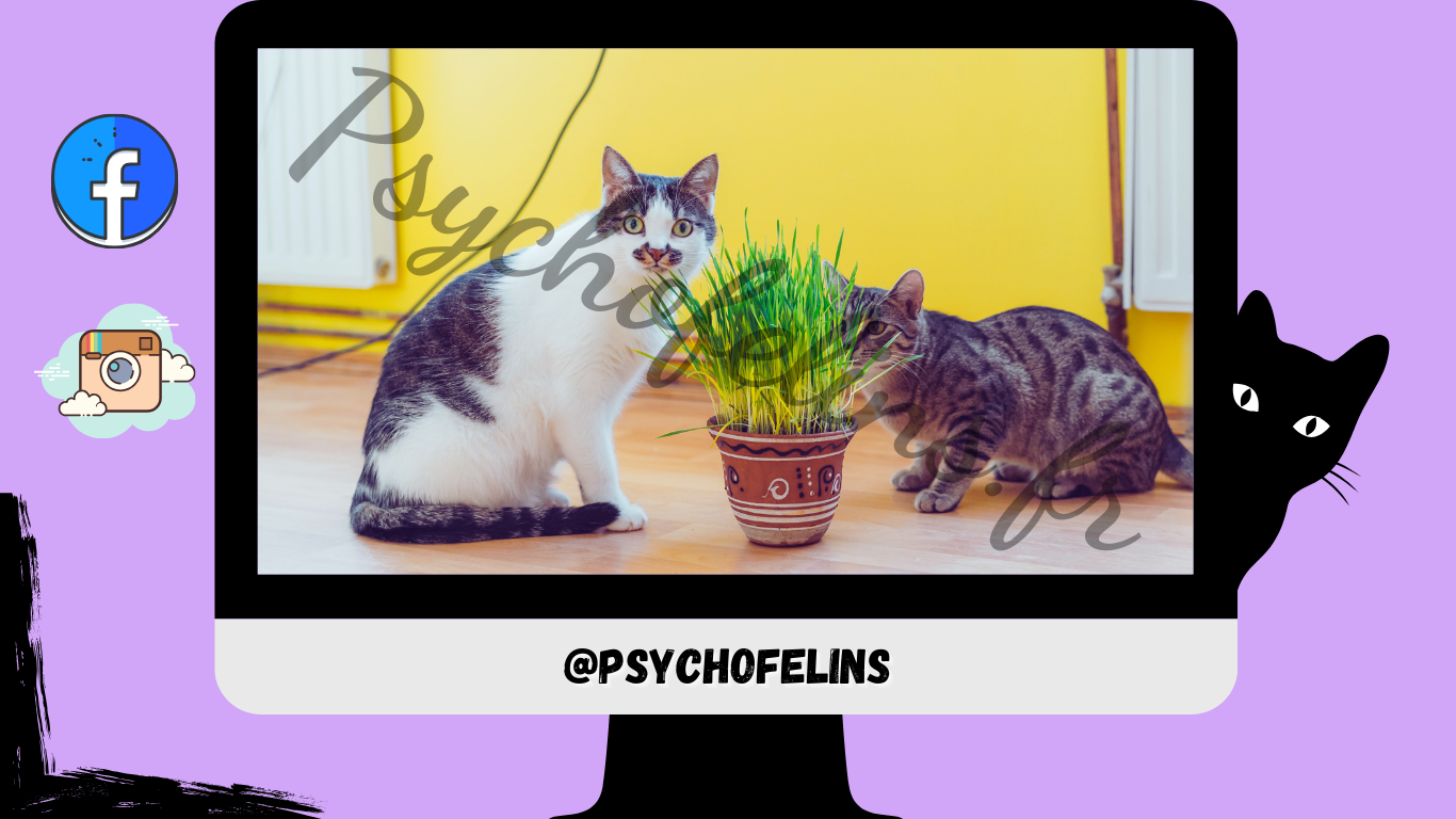 Les plantes toxiques pour chats