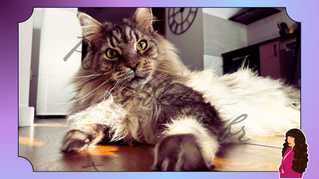Maine Coon